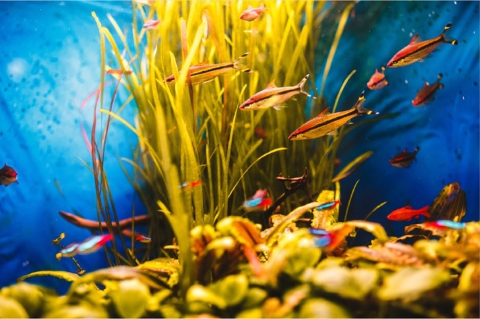 A Guide to Moving a Large Fish Tank to a New Home - 303-955-4220