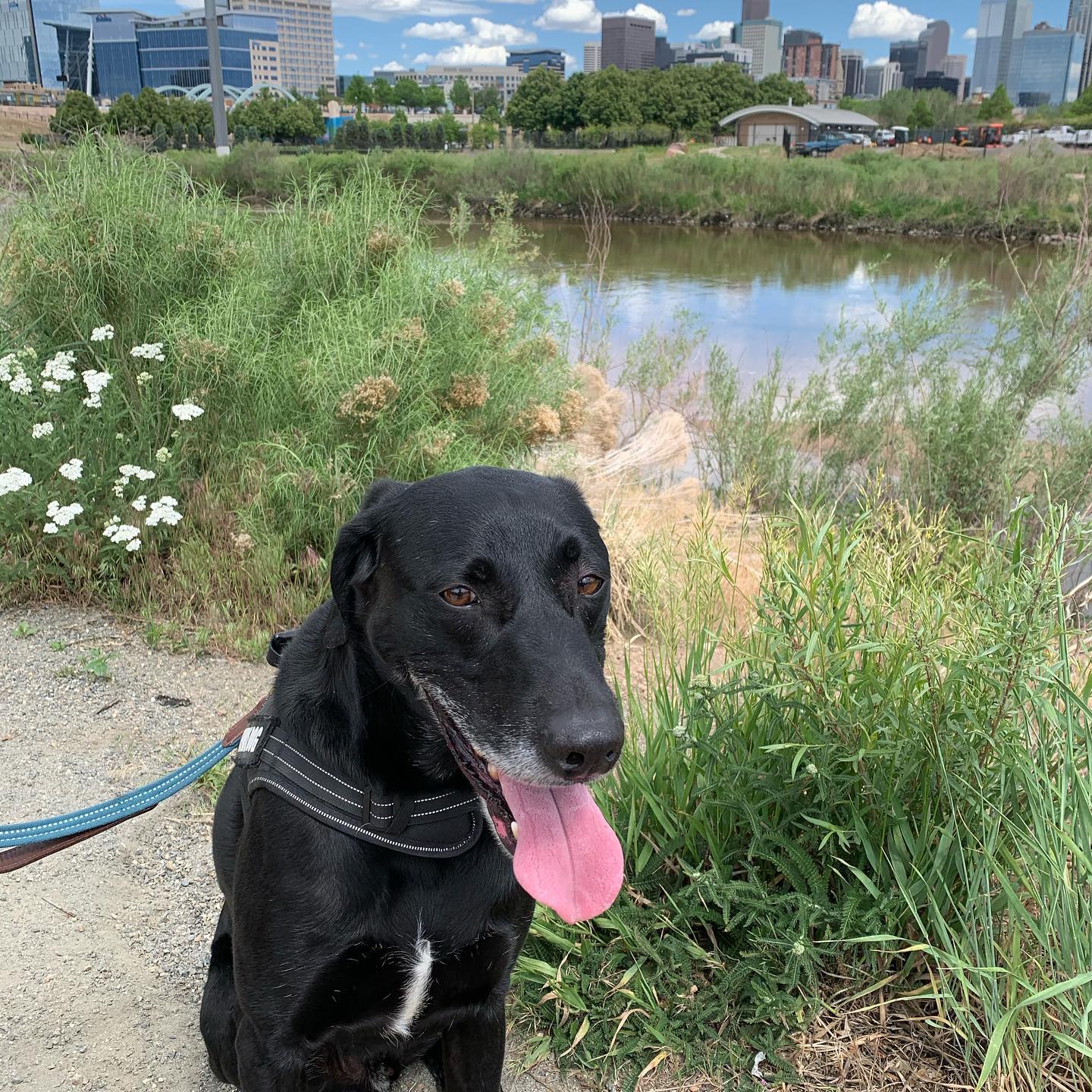 Dog In Denver, Colorado