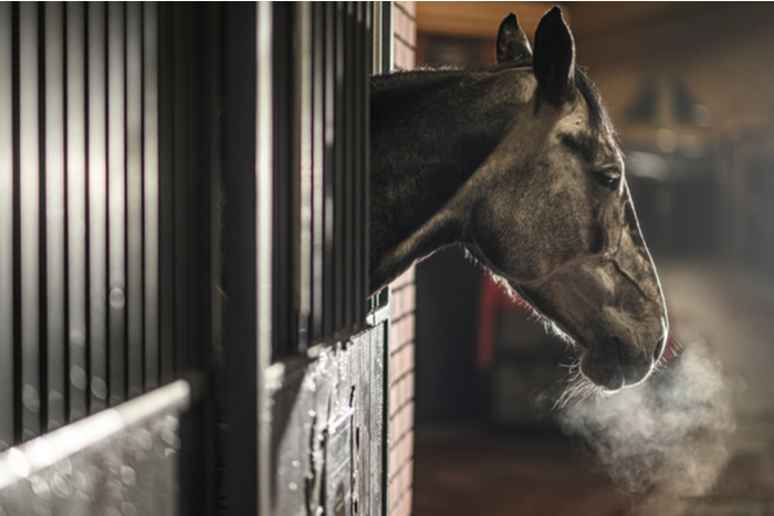 Horseback Riding and Boarding Staff — Cottonwood Riding Club