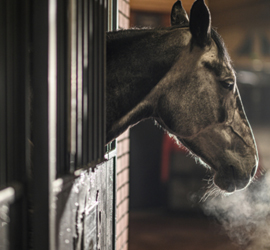 Types Of Horses And Equestrian Facilities In Colorado