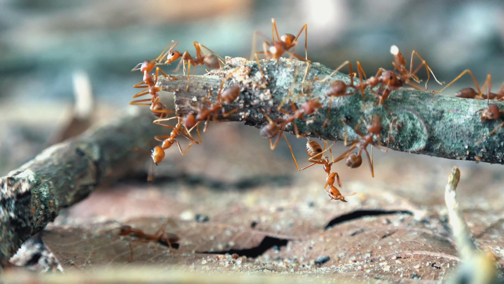 Practical Tips For Controlling Ant Infestations In Your Home