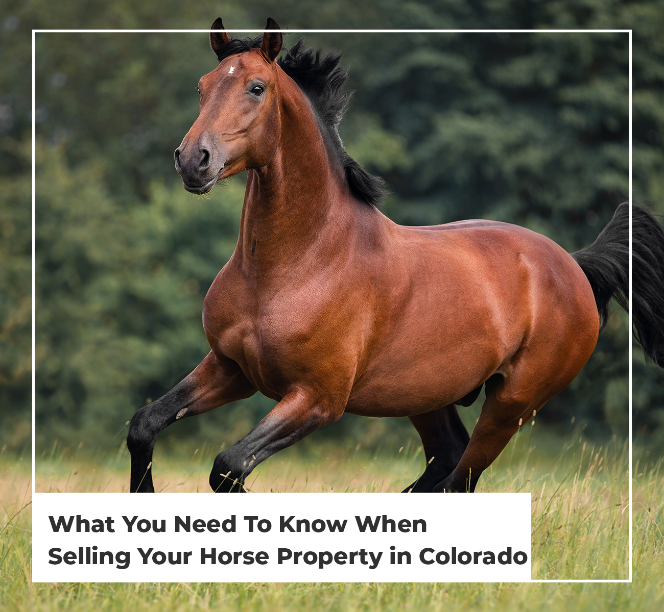 Selling Horse Properties