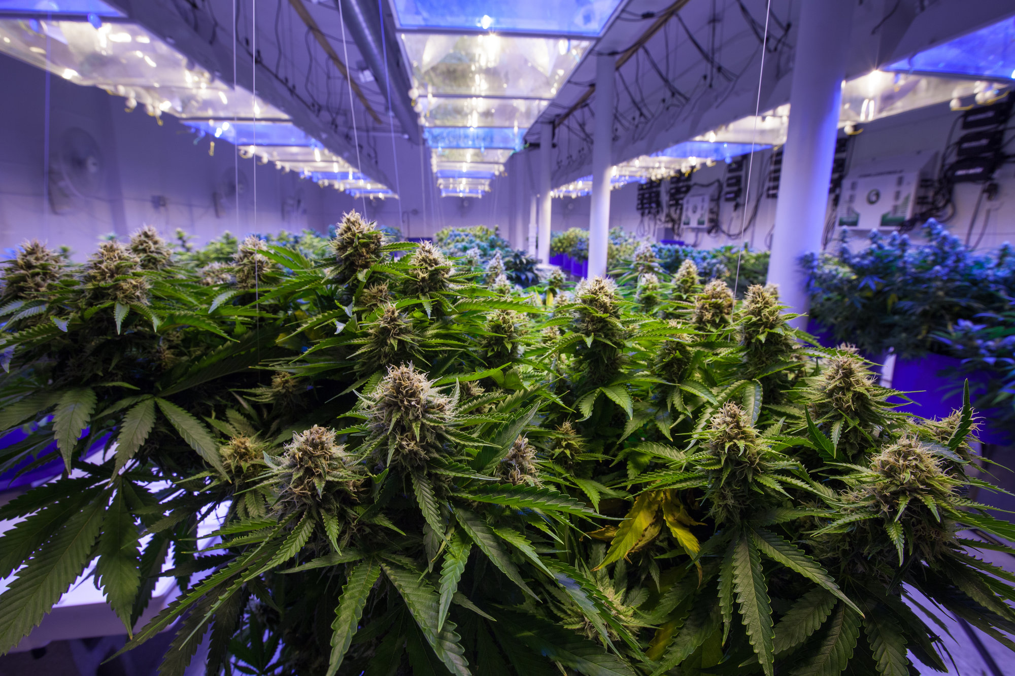 Marijuana Grow Home