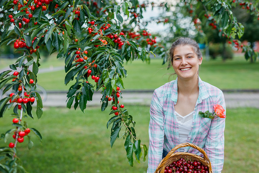 Cherry Season Is Here! Find out Where to Pick Cherries in the Palmdale Area