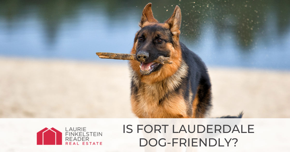 Things to Do With Dogs in Fort Lauderdale, FL