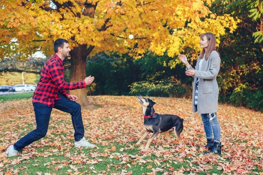 The 10 Best Off-Leash Dog Parks in Calgary