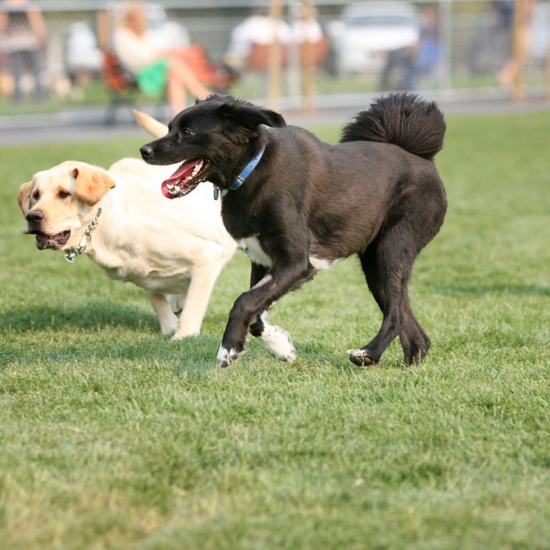 The 10 Best Off-Leash Dog Parks in Calgary