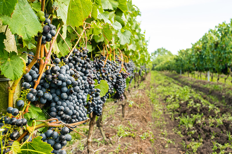 Wineries to Visit on Vancouver Island | Loyal Homes