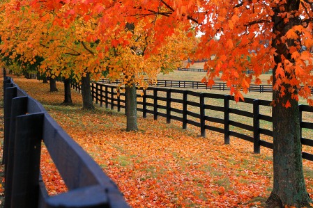 Fall in Louisville Kentucky
