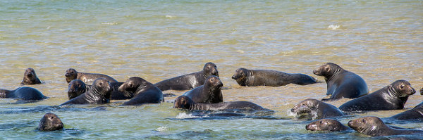 chatham seals
