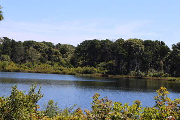 Herring Pond Eastham