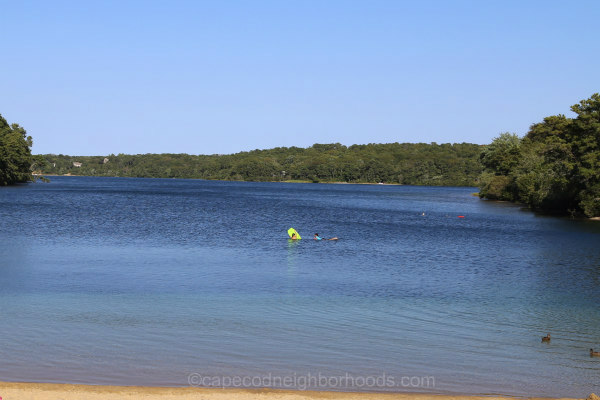 are dogs allowed at long pond beach in brewster ma