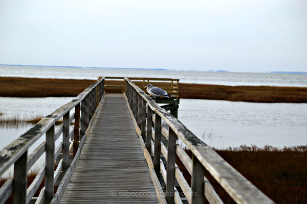 bass hole boardwalk - yarmouth ma