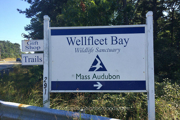 wellfleet bay sanctuary - wellfleet ma