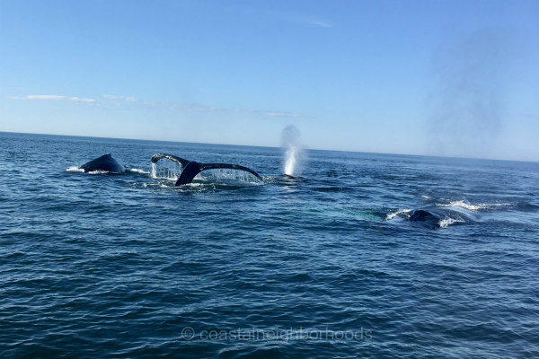 Where to Whale-Watching on Cape Cod