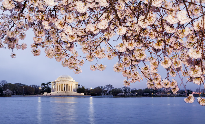 10 Stunning Images of D.C.'s Cherry Blossoms