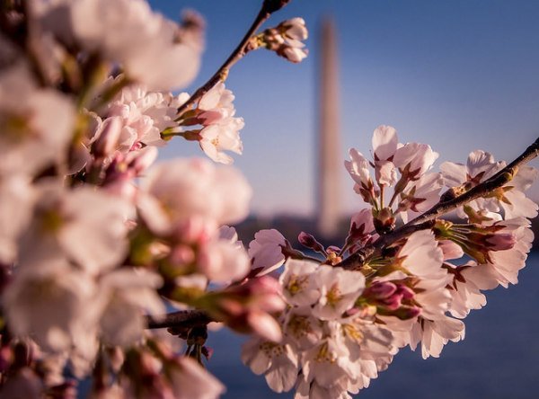 dc cherry blossoms