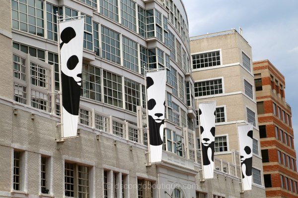 world wildlife fund building dc