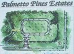 palmetto_pine_150