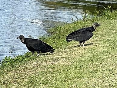 turkey vultures everglades