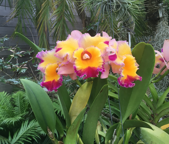 Virtual Tours of Naples Botanical Gardens, Beaches in Florida, and More