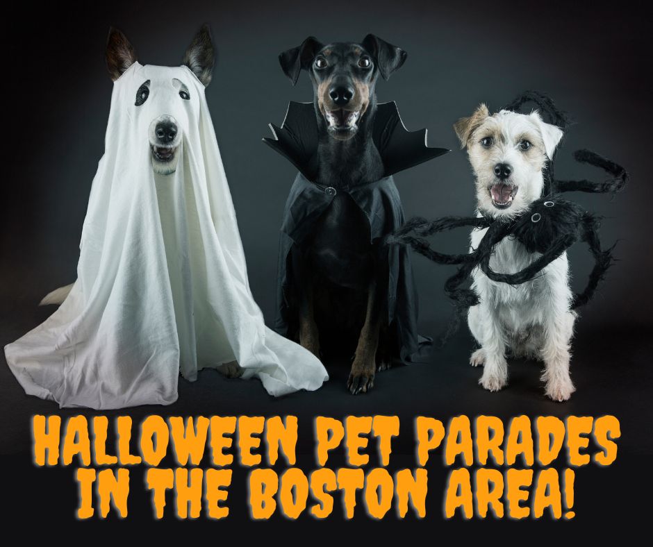 Halloween Pet Parades in the Boston Area
