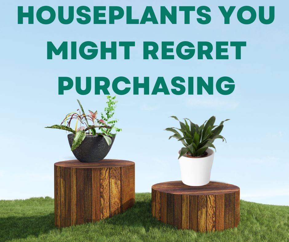 Houseplants You Might Regret Purchasing