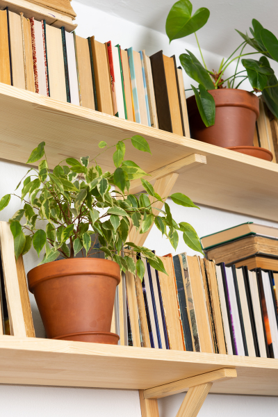 Easy Ways to Decorate Your Home with Plants 