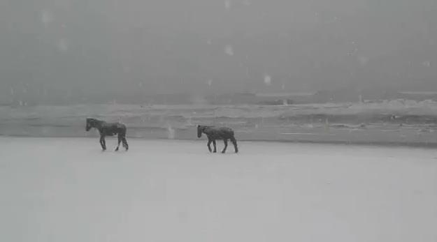 Horses in Snow in Sarasota