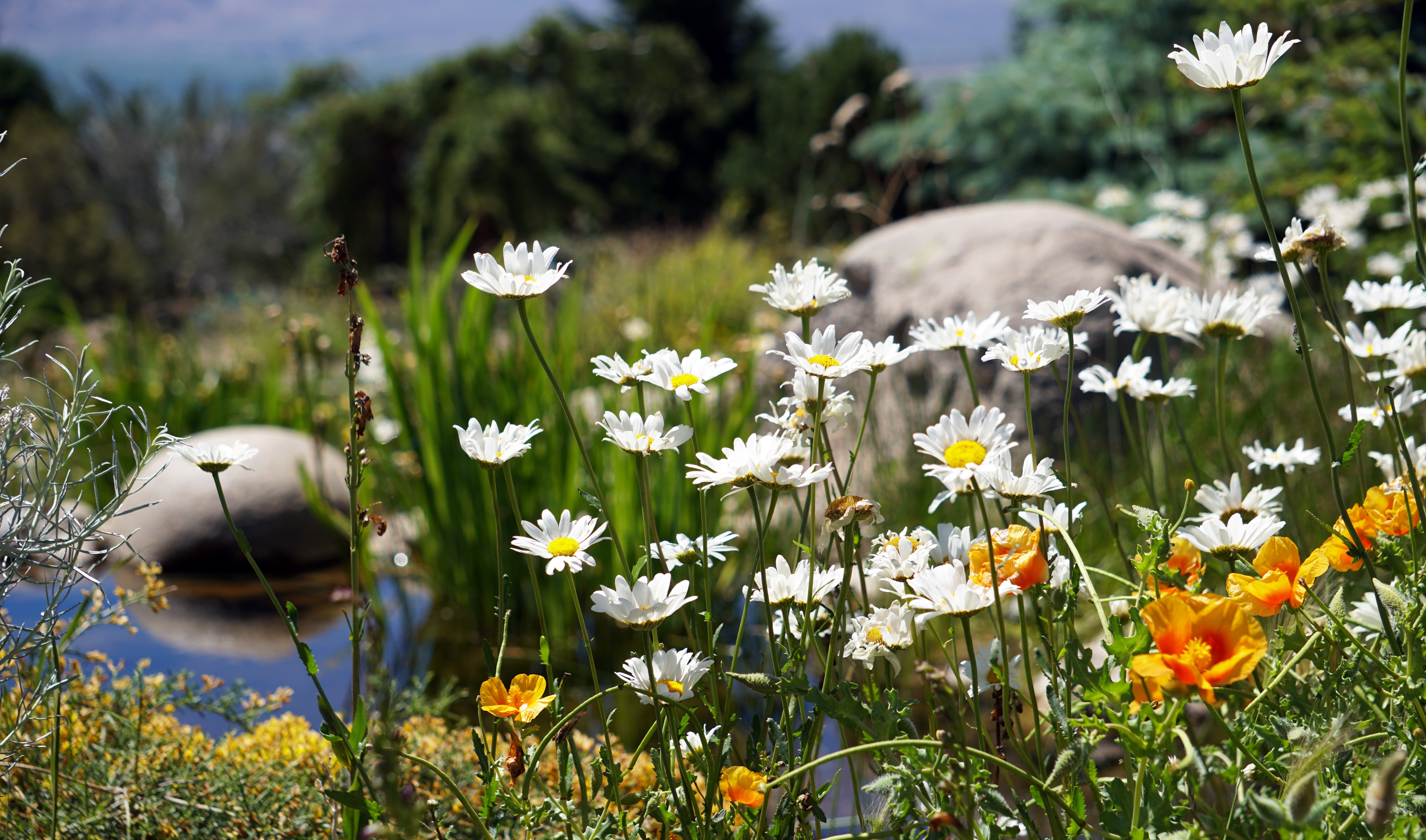 Flowers and pond in the Eastern Sierra