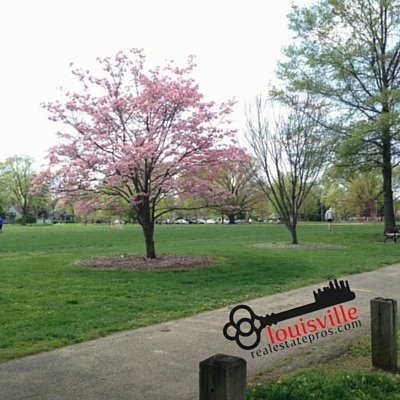 Pink flowering tree near a paved walkway in Seneca Park.