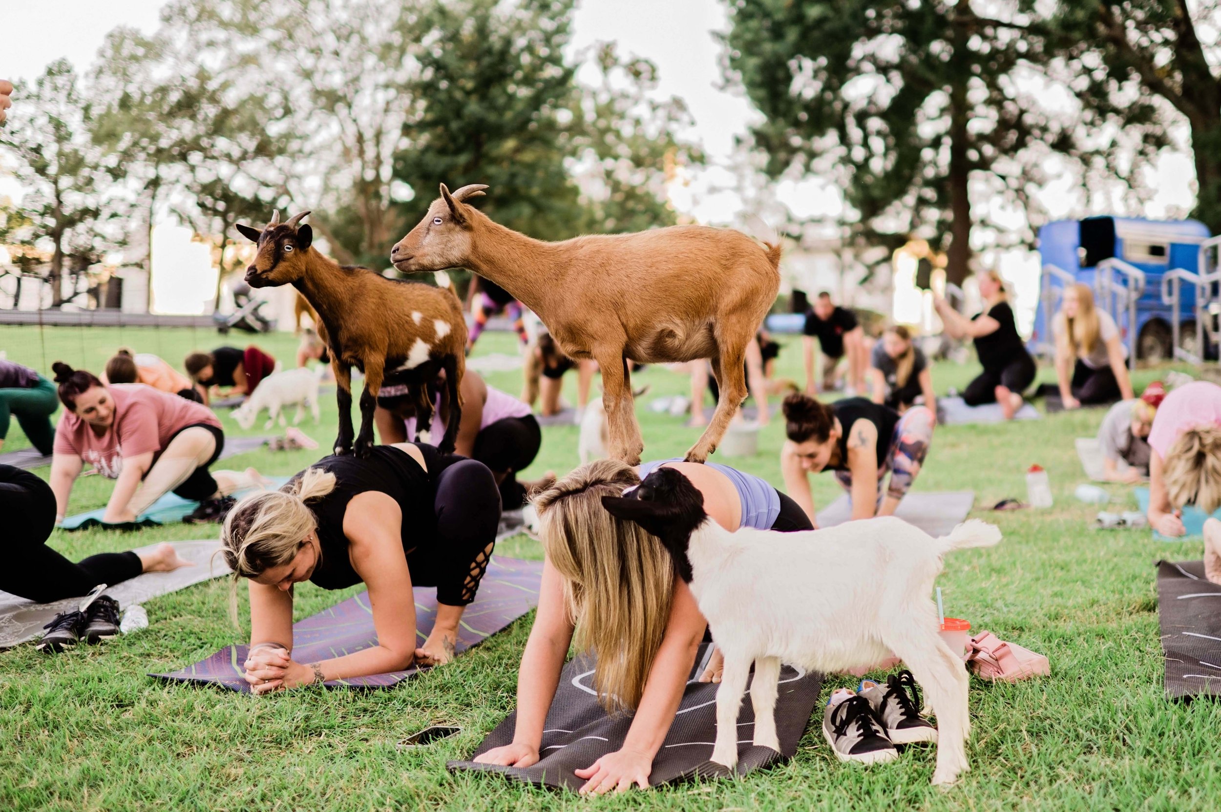 Goat Yoga