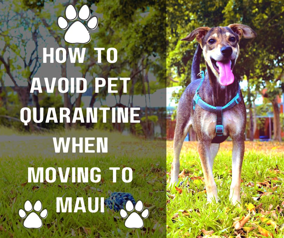 How to Avaoid Pet Quarentine When Moving to Maui