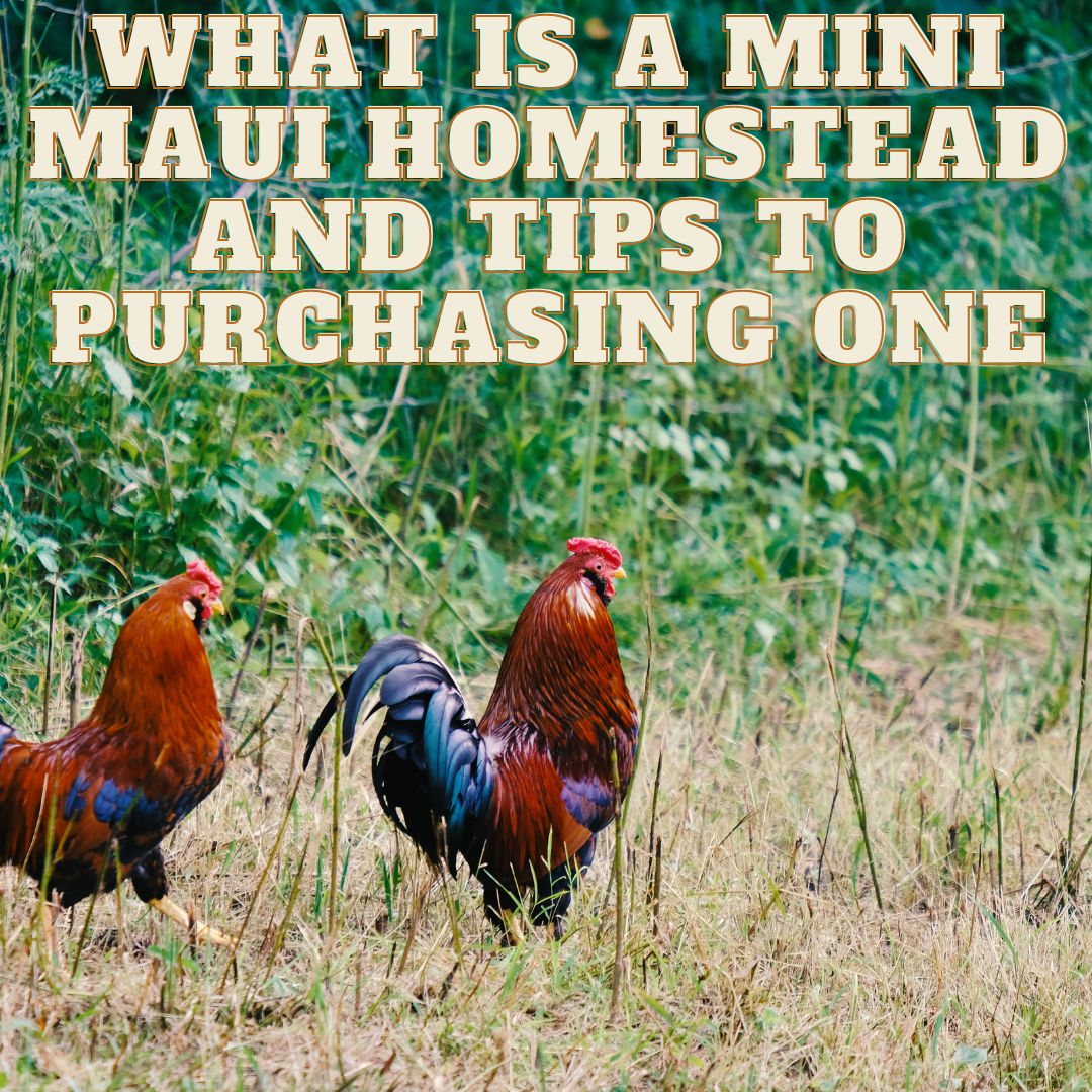 What is a Mini Maui Homestead and Tips to Puchasing One