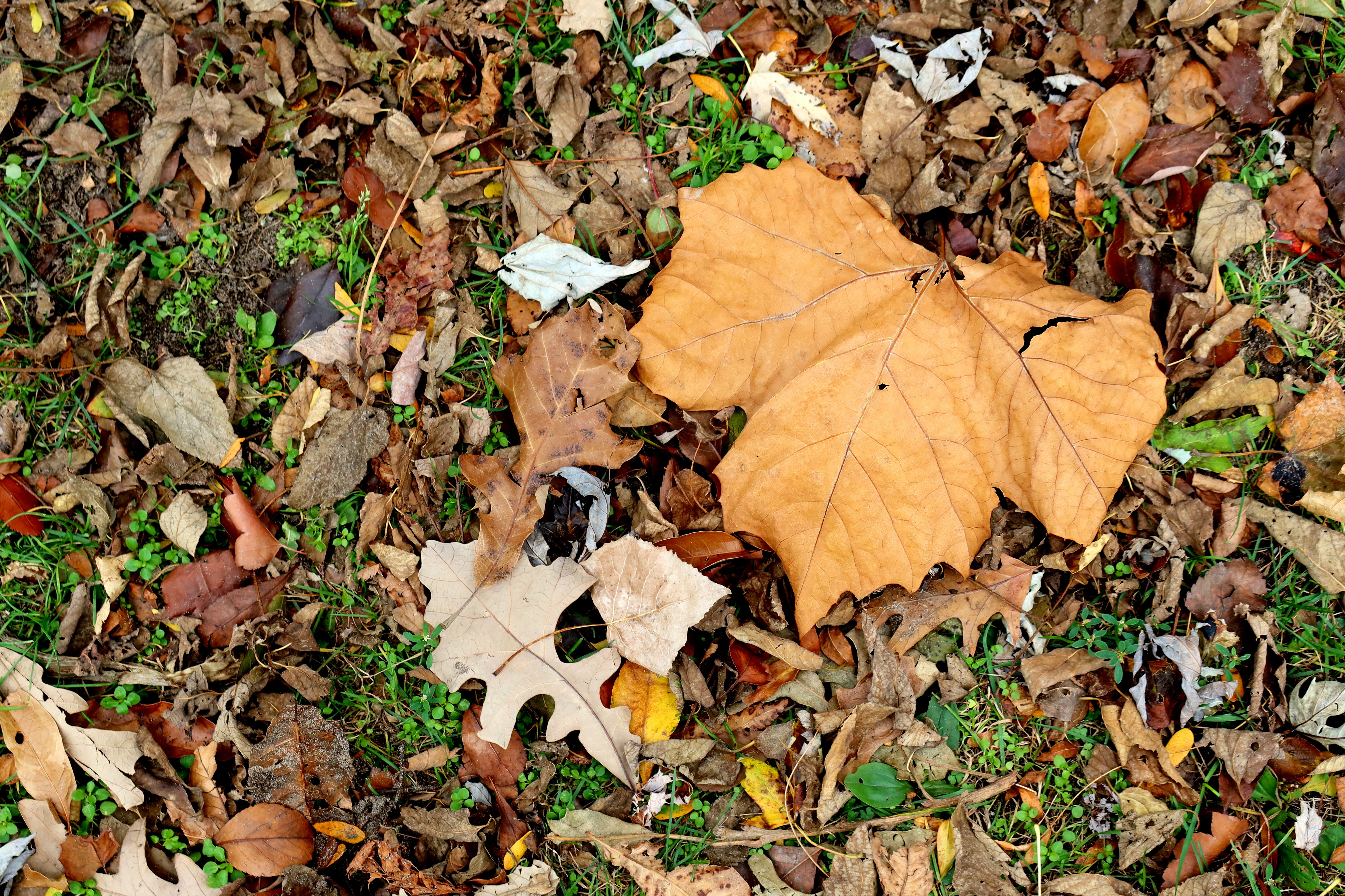 Fall in North Shore Chicago
