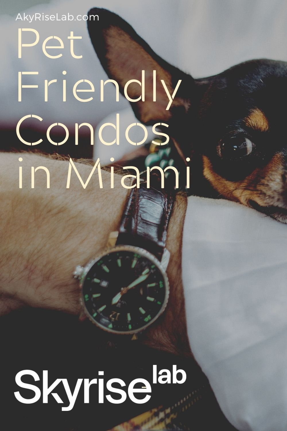 Pet Friendly Condos in Miami