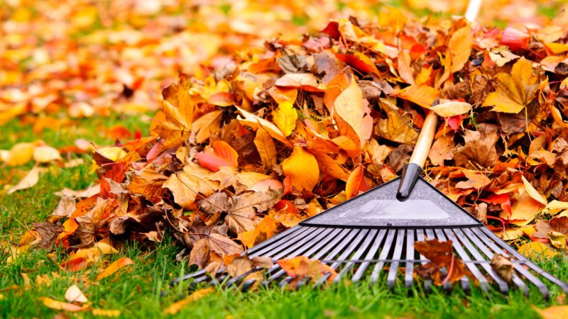 5 Eco-Friendly Uses for Fallen Leaves in Your Naperville Yard