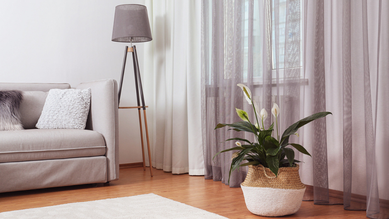 Houseplants to Help Keep the Air in Your Home Clean This Winter
