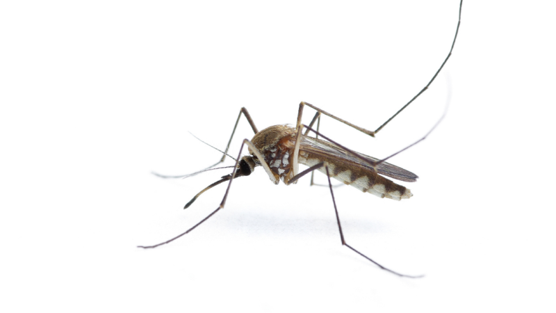 How to Prevent Mosquitoes From Breeding in Your Naperville Yard