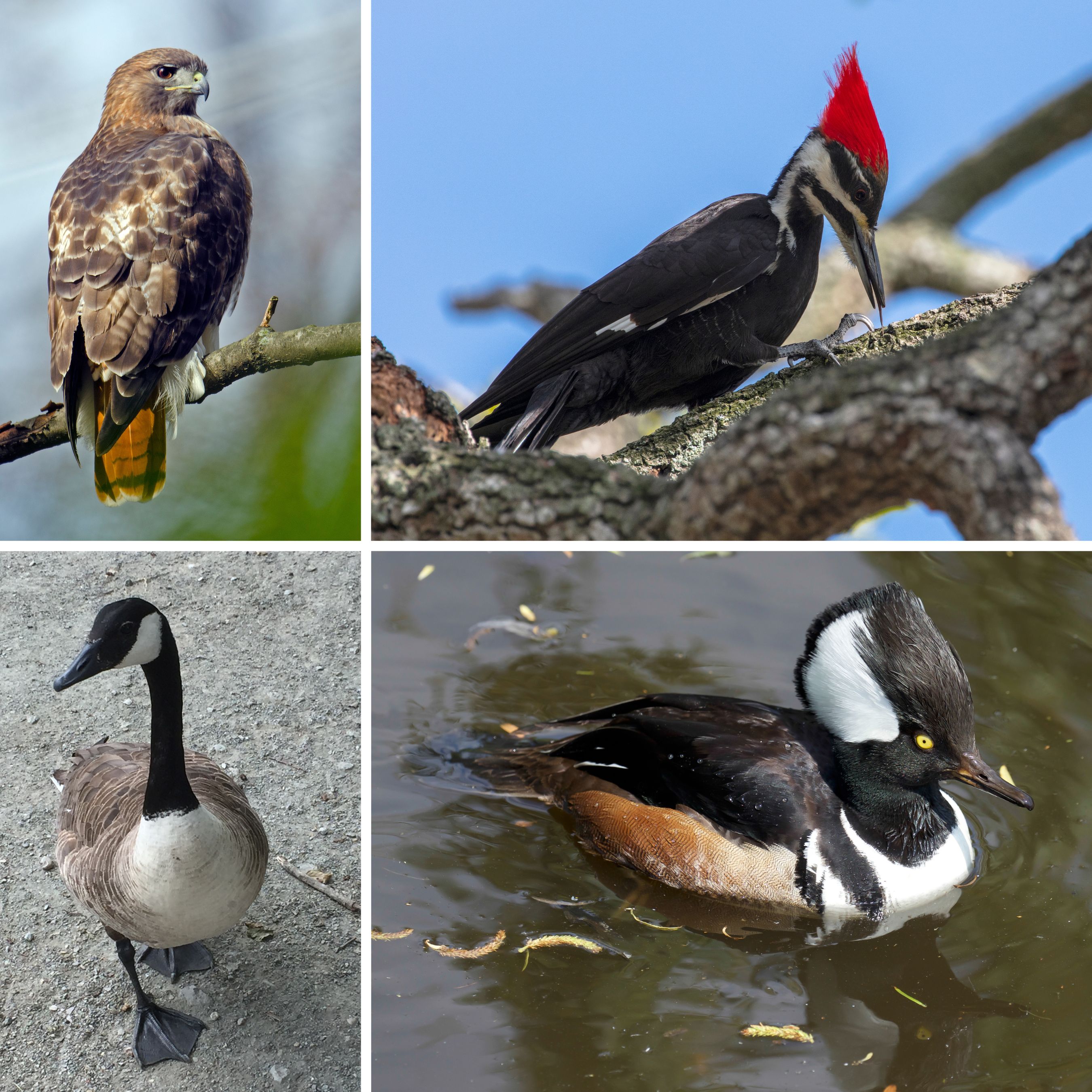 Red tailed hawk, woodpecker, candian goose, Hooded Merganser