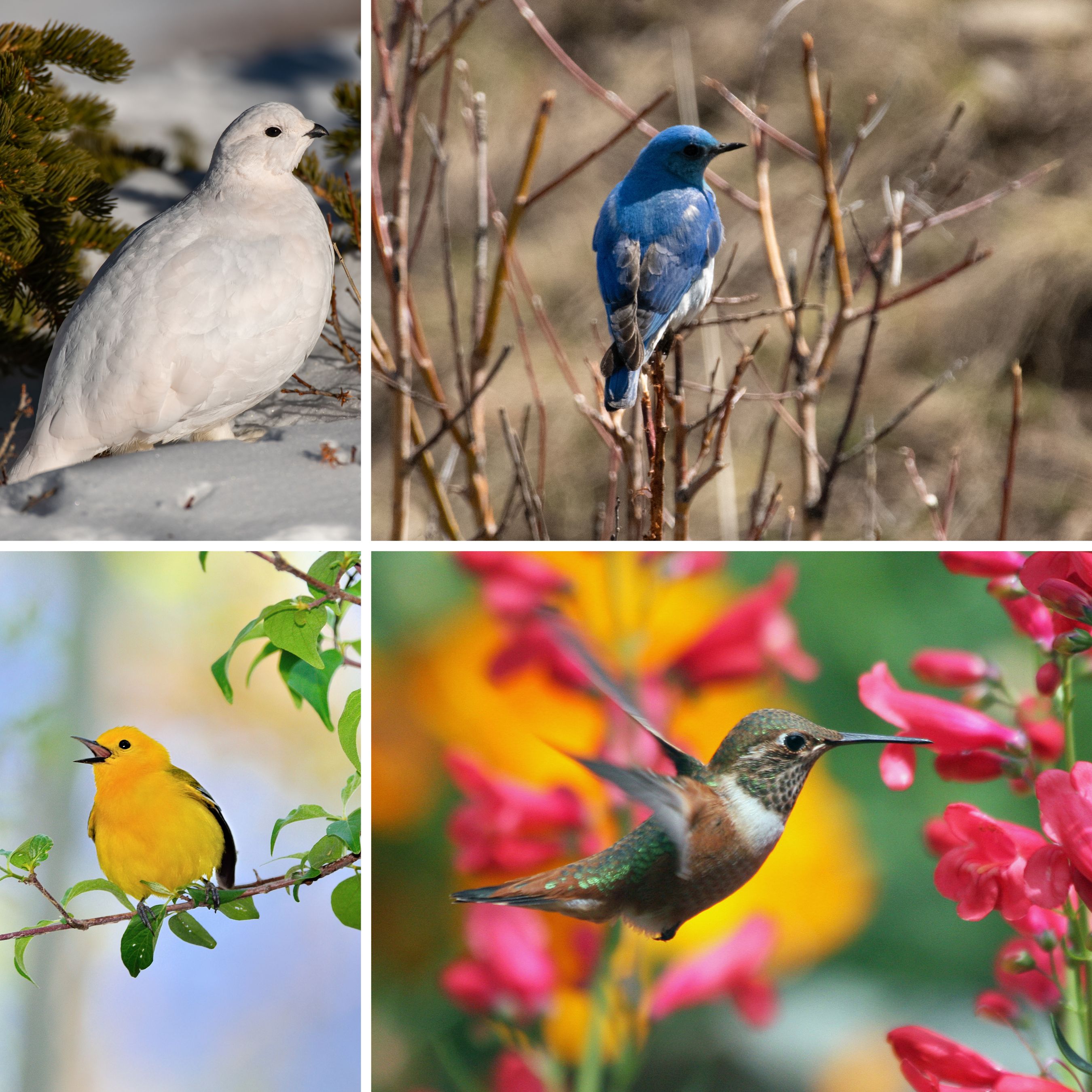 White-tailed Ptarmigan, Mountain Blue Bird, Warbler, Hummingbird