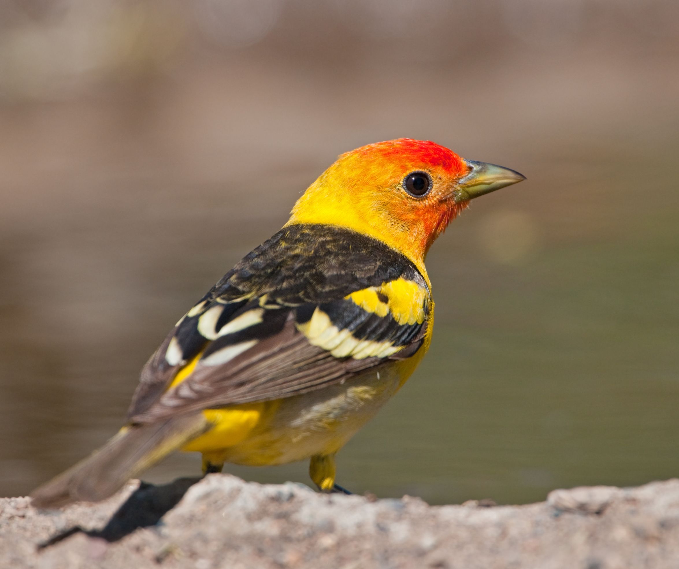 Are there really Blue Cardinal Birds? (Elusive, Hidden!) - Happy Birding