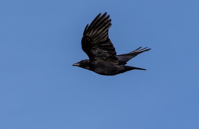 Crow in flight