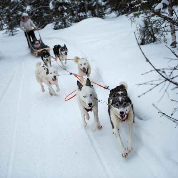 Riding husky dogs sledge in snow winter forest. 