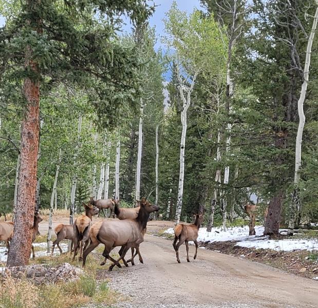 Elk crossing the road
