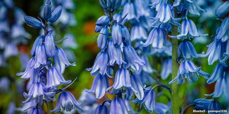 Colorado Wildflowers