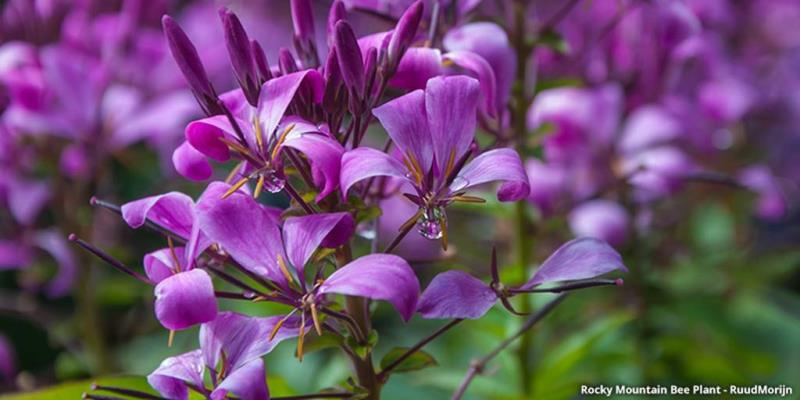 Discover The Beauty Of Colorado Wildflowers A Guide To Native Blooms   Image039 