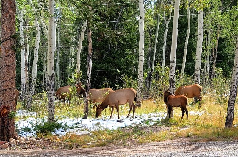 Small herd of Elk