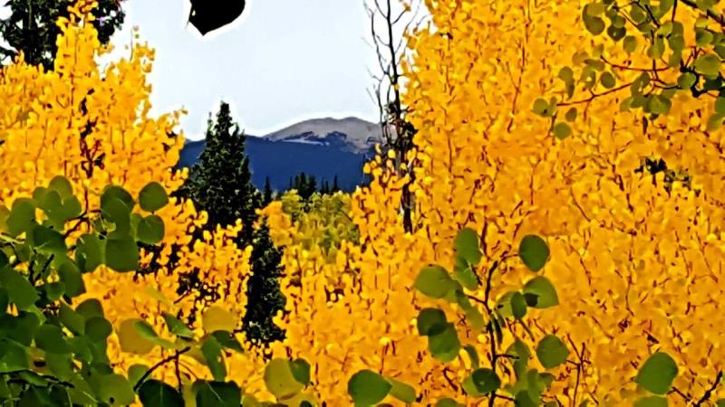Golden Aspen, Fall Colors