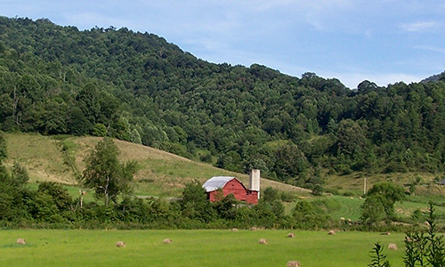 Palo Cedro